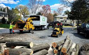 Best Lot and Land Clearing  in Buckingham, FL