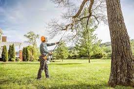 Best Lawn Disease Treatment  in Buckingham, FL