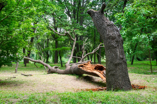 How Our Tree Care Process Works  in  Buckingham, FL