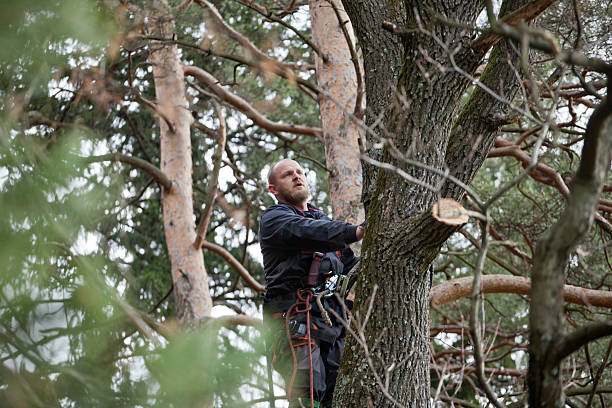 Professional Tree Care in Buckingham, FL